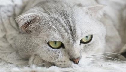 巴朗加国王关键比赛取得胜利，巴朗barron