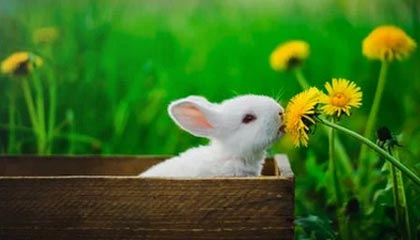 决赛惜败不掩光芒，西班牙获赞赏，西班牙大赛冠军